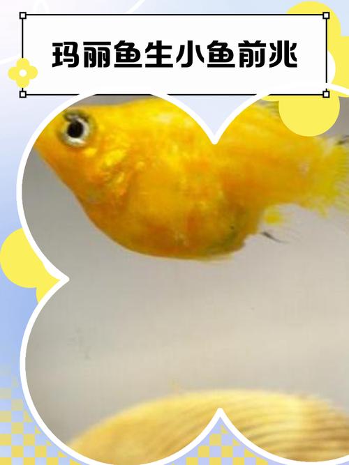 孕妇梦见捞了好多小鱼？这可能是宝宝在给你发“信号”哦！