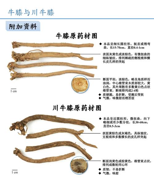 牛膝的功效与作用大揭秘！轻松养骨护关节，这些妙用你知道吗？